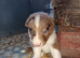Ready soon border collie puppies