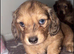 READY NOW - Long Hair Miniature Dachshund