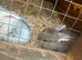 cute baby rabbits
