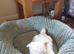 Bichon Frise Puppies