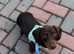 Miniature Dachshund