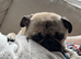 Male pug