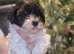 Malshipoo 1 Girl and 1 Boy left
