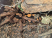 Tarantula Females