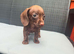 Miniature dachshund