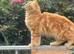 Calico cat and ginger cat for rehoming