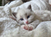 Pure Ragdoll Kittens