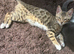 Female bengal kitten looking for a loving home