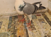 Lovely birds