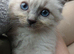Pure ragdoll kittems 2 weeks old colours just comimg in