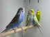 Baby budgies