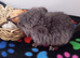 Female Baby Royal Persian Angora Chinchilla