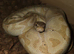 Banana cinnamon royal python + viv