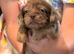 Adorable Schweenies puppy’s