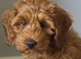 Pure Australian labradoodle fully vaccinated