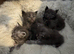 Ticca registered Blue Maine Coon