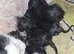 Black and white kittens