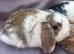 Lovely soft fluffy friendly mini lops