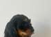 Stunning f1 Cockapoo puppies for sale