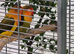 Pair of Fischers Lovebirds