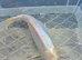 White koi