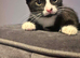 4 British short hair cross kittens