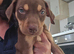Beautiful puppies for sale