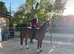 Quiet children&rsquo;s pony/ child&rsquo;s school mistress