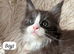 Beautiful Black Smoke Maine Coon Kittens – TICA Registred