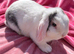 Mini lop doe