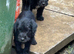 Patterdale pups