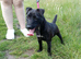 Patterdale terrier