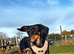 Stunning mini dachshund available