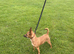 Miniature pinscher x Jack Russell