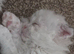 Scottish Fold kittens