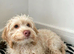 Female cockapoo
