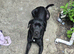 3yo Female Lab x Staff