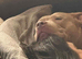 2 male puppies