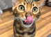 Stunning Bengal Male Kitten - Beautiful Markings & Very Friendly