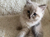 Ragdoll kittens