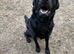 Beautiful Loving Black Lab