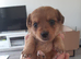 Yorkie Russell’s