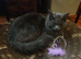 Male cat