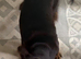 6-month-old Chihuahua x Dachshund — needs a home with other dogs
