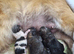 Beautiful pomeranian pups 6wks old
