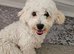 Bichon for SALE male