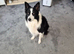 Border collie