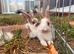 Male Rabbits