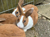 Baby Dutch Bunnies 10 Weeks old