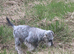 Miniature schnauzer